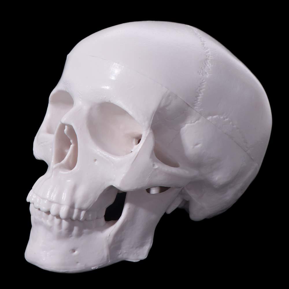 Skull Cap Skull Model Removable Anatomical Head Skull Fine Arts Human Head Model  School Supplies