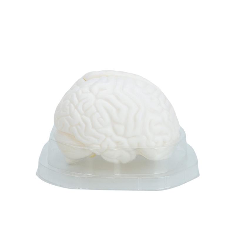 Human Brain Anatomical Model Hemisphere Human Brain Structure Model For Clinical Demonstration Learning 1