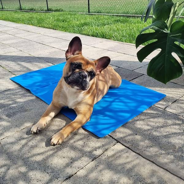 Gel COOLING Mat for DOG CAT Large Waterproof, Various Sizes!