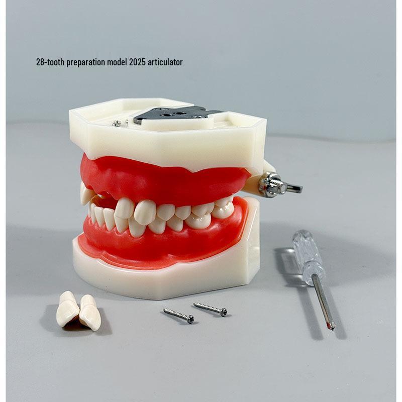 Прозора Знімна Повна Модель Щелепи з М'якими Яснами та Зубами для Підготовки до Імплантації