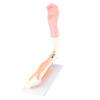 Arm Moving Model Anatomical Elbow Joint Motion Model Primary School Teaching Accessory