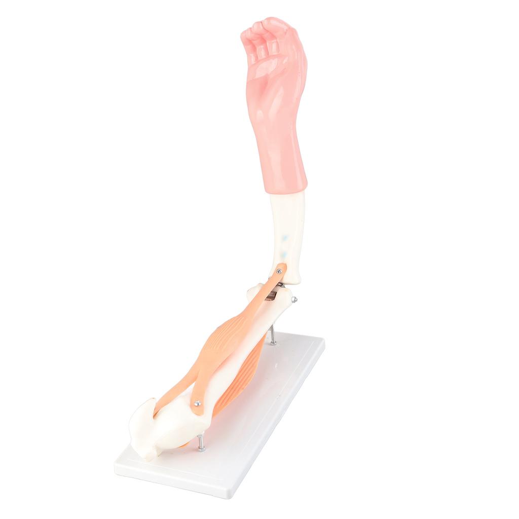 Arm Moving Model Anatomical Elbow Joint Motion Model Primary School Teaching Accessory