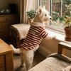 Thick Warm Dog Striped Hoodie Windproof Dog Pullover Casual Pet Overalls  Walking Outdoor