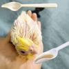 Plastic Bird Milk Powder Feeder Long Handle Chicks Medicine Spoon  For Cockatiel Parrots