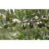 MUJI Moisturizing Jojoba Oil 200ml