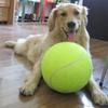 24 cm Giant Tennis Ball Pet Chew Toy Uppblåsbar Tennisboll Signatur Pet Toy