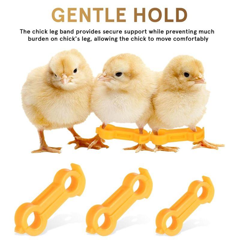 Practical-Baby Chick Leg Hobbles, 12Pcs Chicken Hobble Braces, Poultry Leg Bands, Baby Chick Slay Leg Hobble Brace