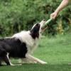 Bite-Resistant Elastic Frisbee Tug Toy for Medium and Small Dogs - Interactive Training for Golden Retrievers and Border Collies.