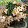 5 SEEDS OF ADENIUM OBESUM "White Orange Edge" Desert Rose" Fresh Seeds