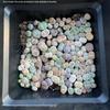 Rare Lithops Succulent Pot: Diverse Colors & Varieties
