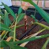 Durable Copper Wire Coil Stakes Spiral Coil Plant Support Stakes Bonsai Fixing Rod  Gardening Tool