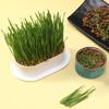 Cat Grass Potted Seed Seedling Tray Lazy Planting Soilless Hydroponic Cat Grass Cat Hair Grass Wheat Seed Snacks