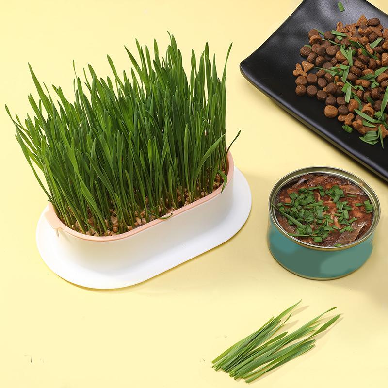 Cat Grass Potted Seed Seedling Tray Lazy Planting Soilless Hydroponic Cat Grass Cat Hair Grass Wheat Seed Snacks