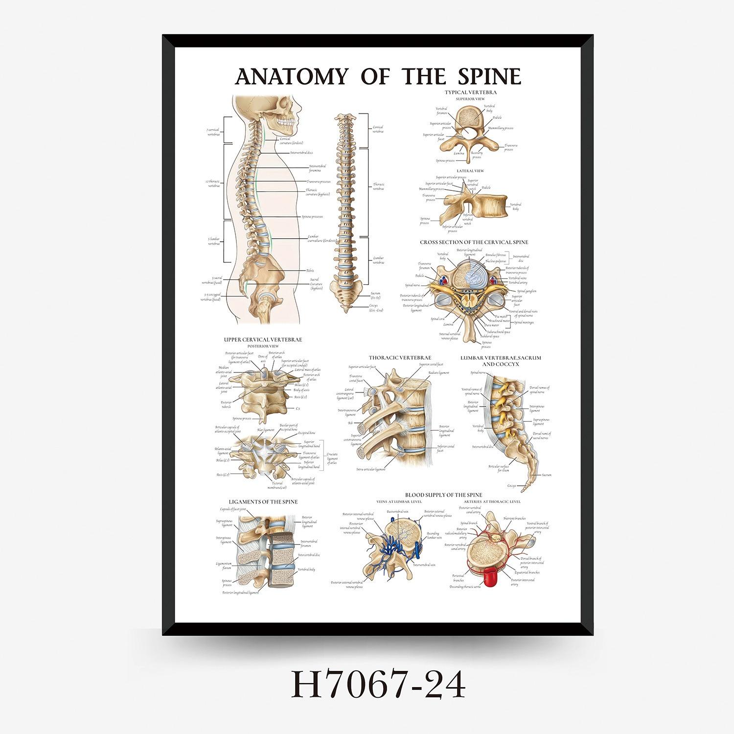 

Human Tissue Structure Muscle Gym Medical Education Decorative Canvas Painting Poster Wall Art for Home Decor 20x30cm