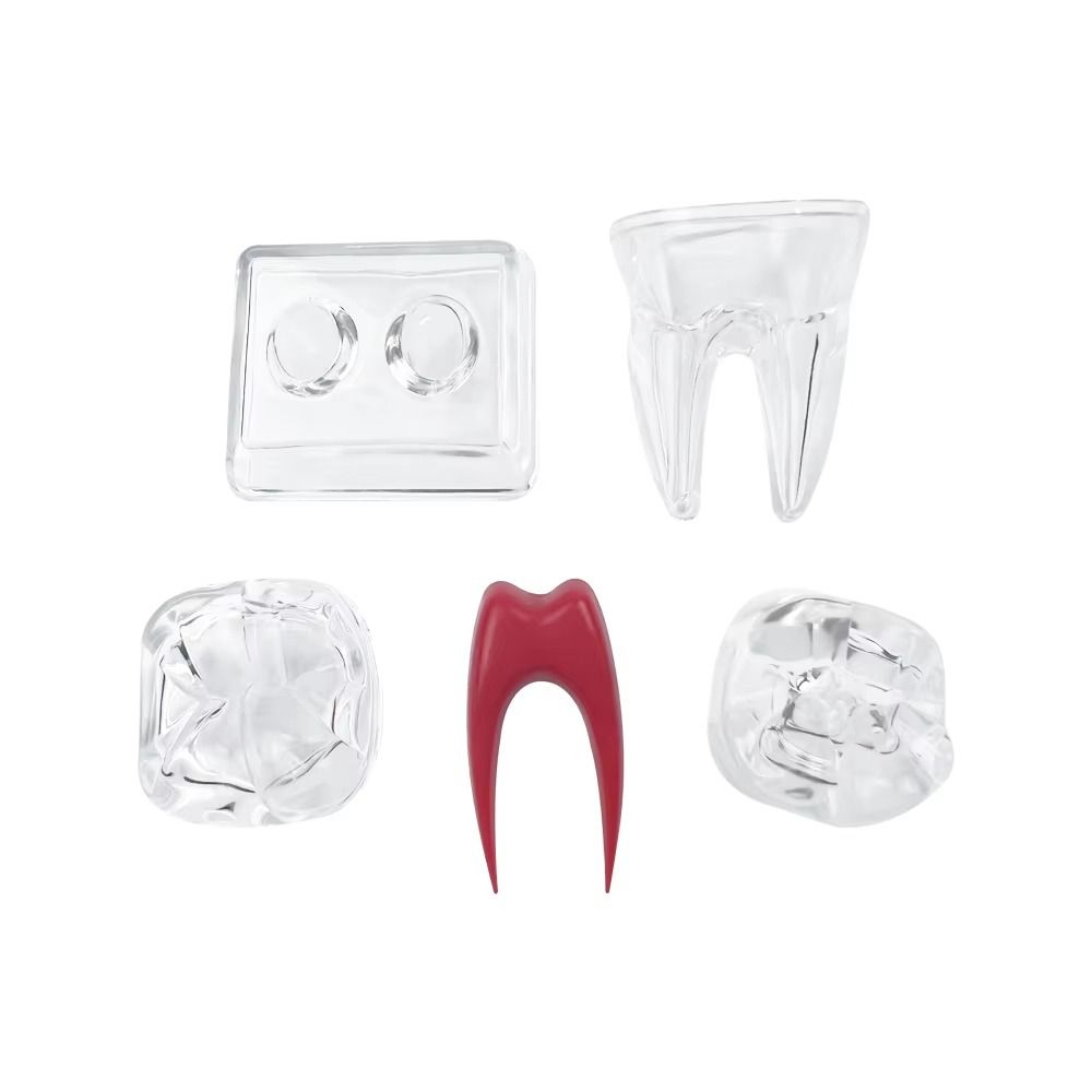With Base Decomposable Dental Teeth Model Tooth Disintegration Ornaments  Practice Studying Tool