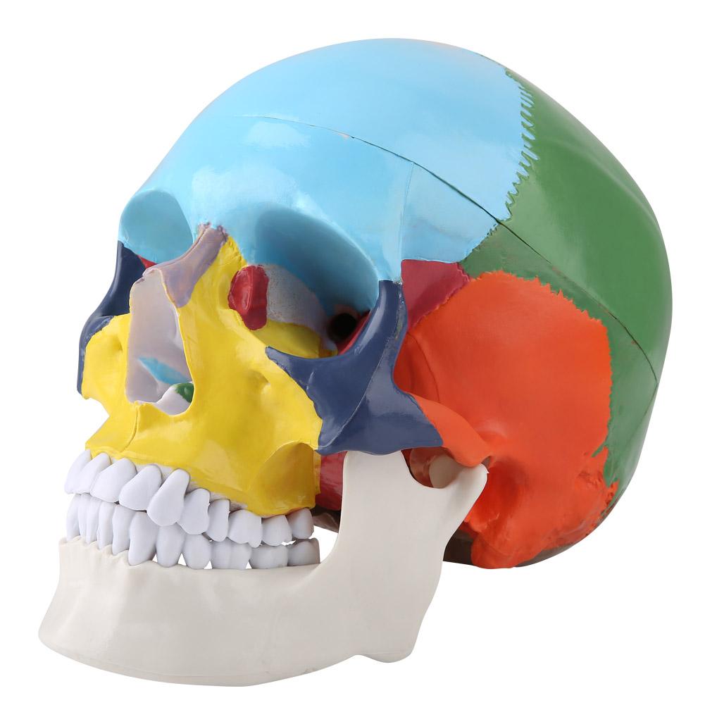 Medical Teach Instrument colorat craniu uman adult Model anatomic cu carte de identificare