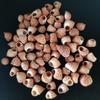 Natural Conch Red Pigment Shell for Aquarium Landscaping & Hermit Crab Replacement