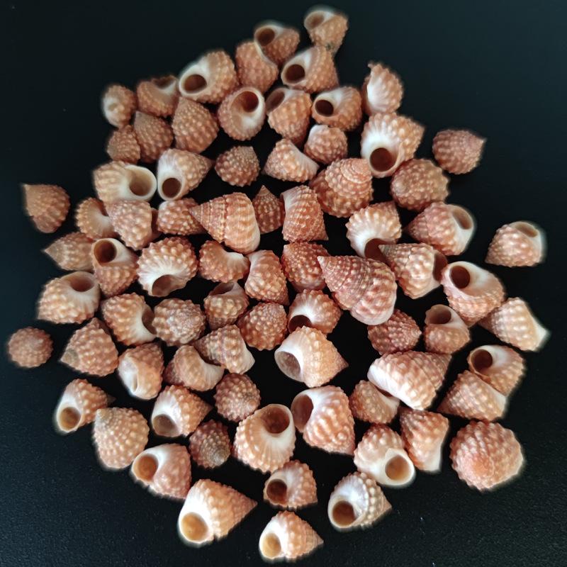 Natural Conch Red Pigment Shell for Aquarium Landscaping & Hermit Crab Replacement