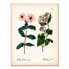 Antique Botanical Canvas Art Posters and Prints , Vintage Botanical Wall Art Painting Pictures for Living Room Home Decor