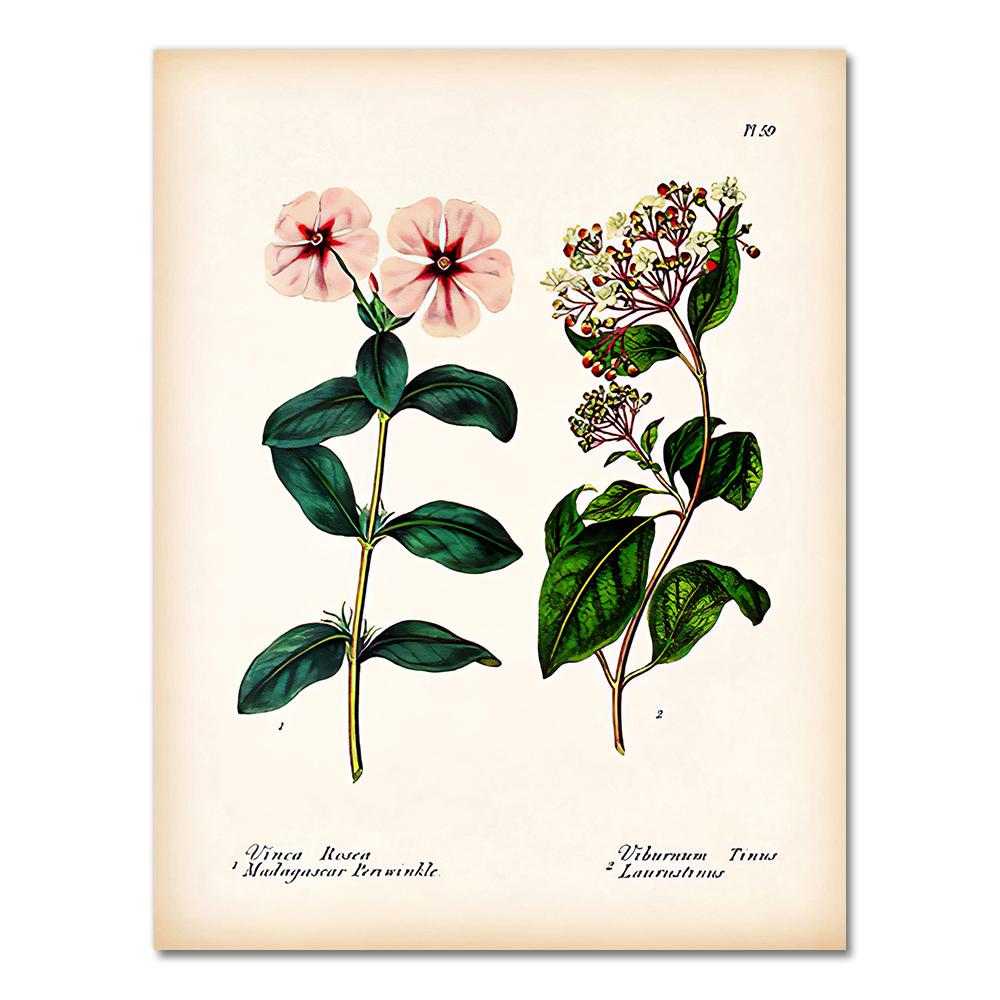Antique Botanical Canvas Art Posters and Prints , Vintage Botanical Wall Art Painting Pictures for Living Room Home Decor