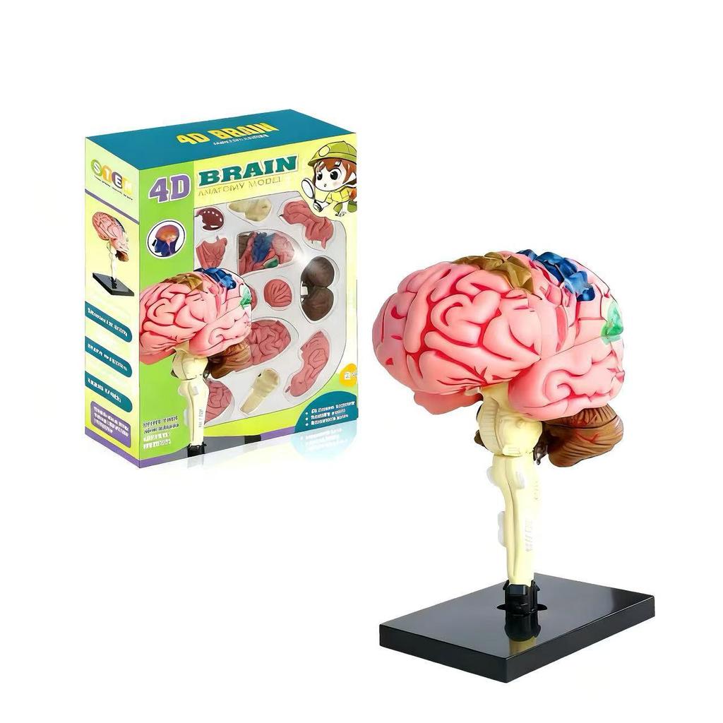 4D Human Brain Anatomy Model for Early Education - Removable, Educational Teaching Aid Toy for Children