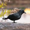 Halloween Decorative Crow DIY Artificial Crows Ornament for Holiday Decor Indoor