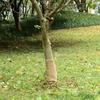 Rouleau de Jute - vidaXL - 0,25x10 m - 100% Naturel - Décoration Intérieure - Chemin de Table
