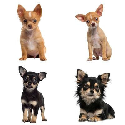 J541 # Sevimli Chihuahuas Hayvan Etiket Araba Vinil Çıkartması Su Geçirmez Dekorasyon Araba Çıkartmaları