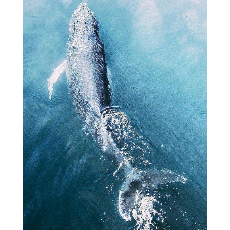 

GATYZTORY DIY Painting By Numbers With Frame Dolphin Whales Canvas Painting Home Art Paint Kit Handpainted Gift For Adults Craft 30x20cm no frame коричневий