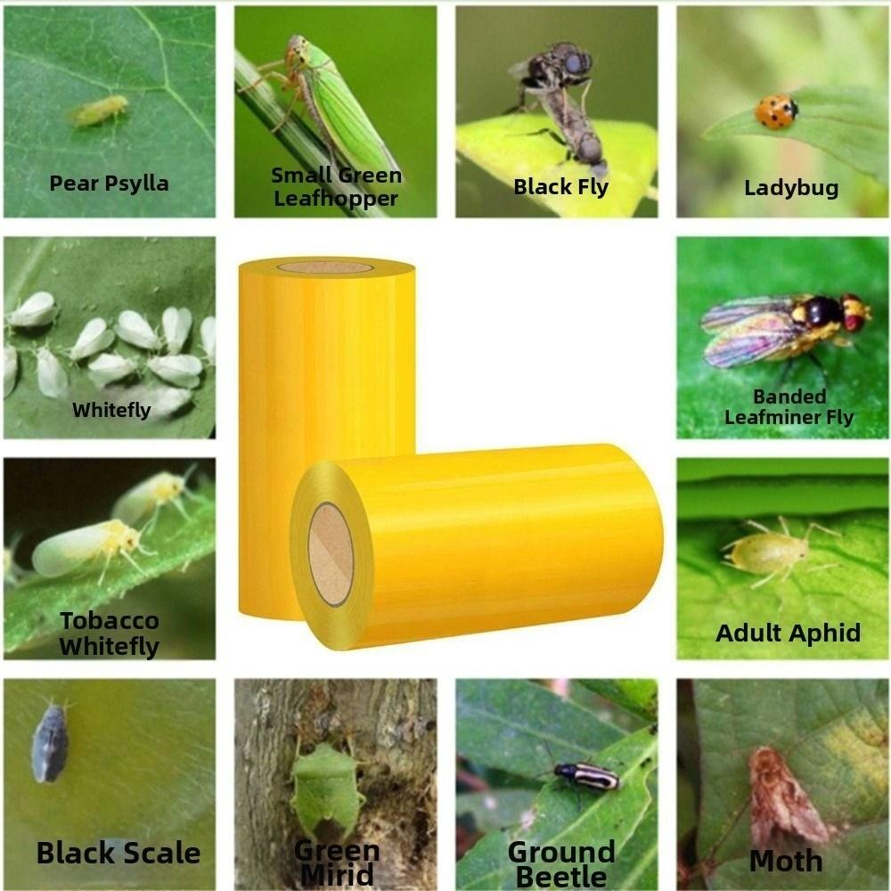 5/10M Outdoor Insect Trap Double-sided Crawling Insect Trap Fruit Fly Traps  Gnats Prevention