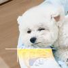 Spring and Summer Dog Cushion Dog Cushion Cat Cushion Thick Style Four Seasons Universal Small and Medium-sized Dog