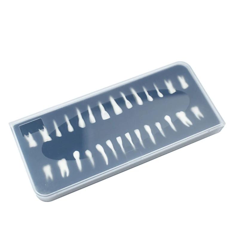 28 Pieces Dental Demonstration Permanent Teeth Model 1 To 1 Full Set for Implant Practice Teaching and Study