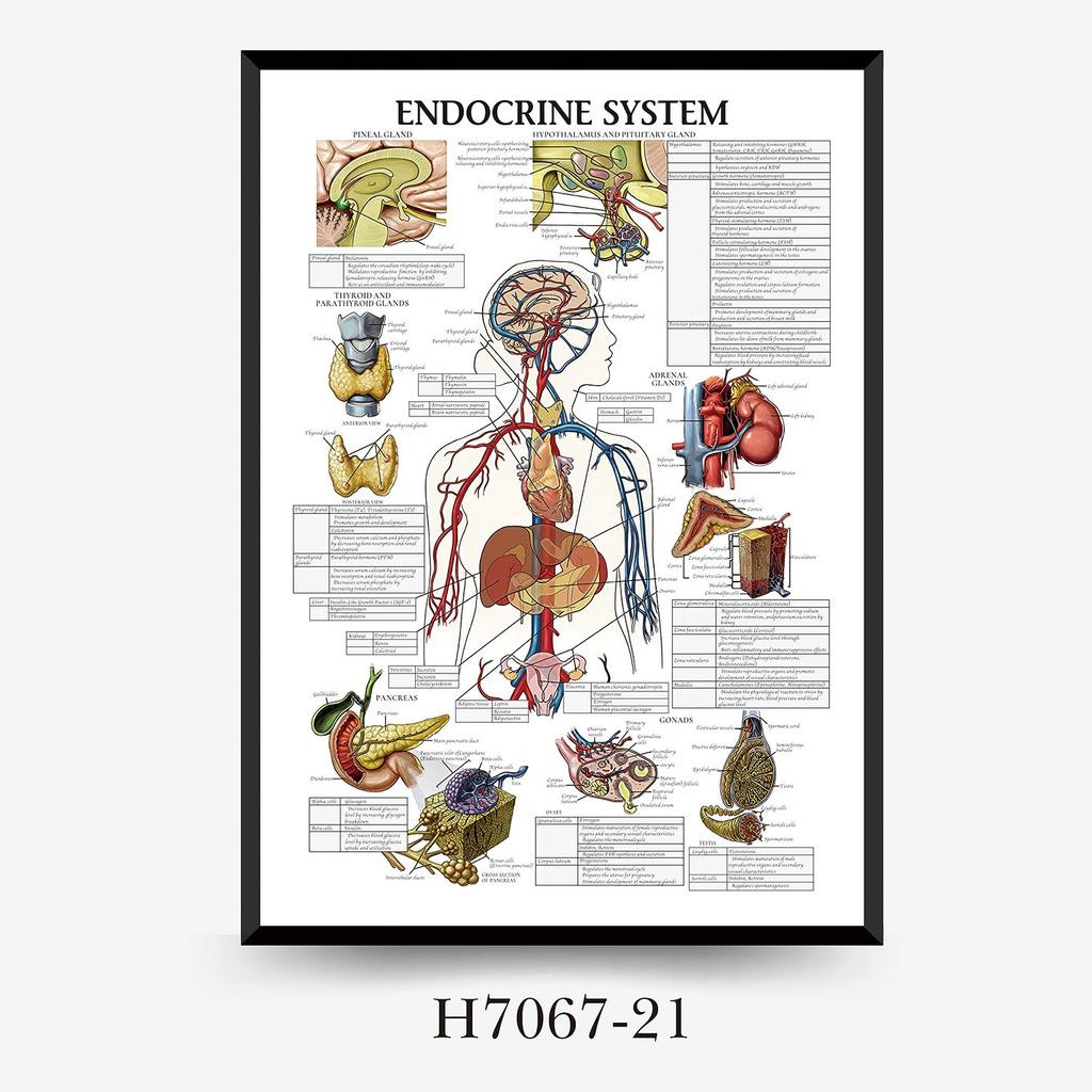 Human Tissue Structure Muscle Gym Medical Education Decorative Canvas Painting Poster Wall Art for Home Decor