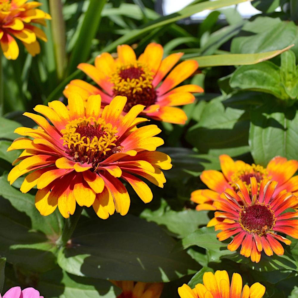Persian Zinnia Mix Seeds 0.5g Flowers for the Garden