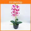 Aphrodite Artificial Phalaenopsis Rchb Potted Plant  For Gift And Interior Decor