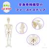 [Authentic, fully anatomical model for tabletop use] 45cm 1/4 scale compact human anatomy model. [A space-saving anatomical model with meticulous atte
