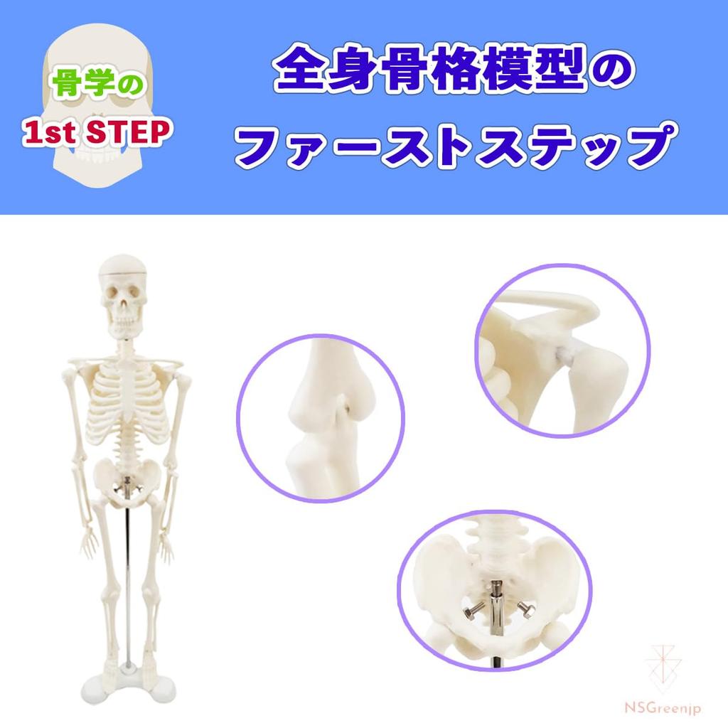 [Authentic, fully anatomical model for tabletop use] 45cm 1/4 scale compact human anatomy model. [A space-saving anatomical model with meticulous atte