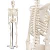 KIYOMARU Simple 1/4 Scale Full Body Skeleton Model, Human Body Model, Mini Skeleton Specimen, Tabletop Size, Approx. 45cm, Movable Large Joints