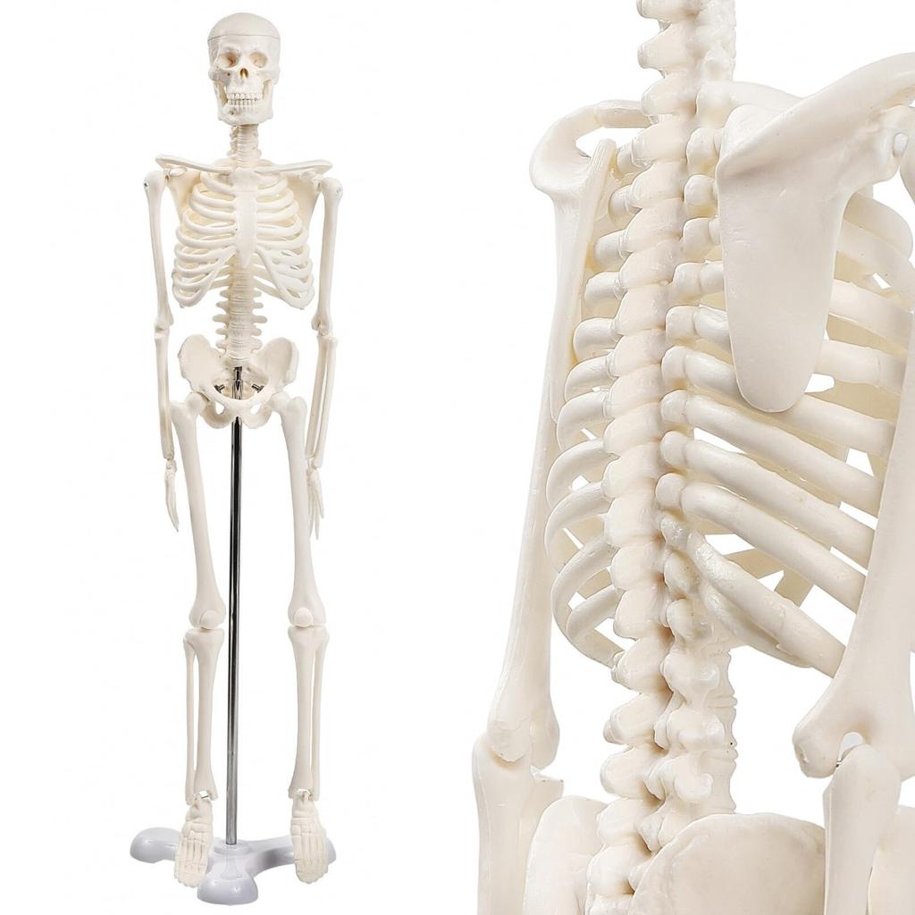 KIYOMARU Simple 1/4 Scale Full Body Skeleton Model, Human Body Model, Mini Skeleton Specimen, Tabletop Size, Approx. 45cm, Movable Large Joints