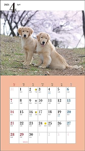 2024 Calendar Cute Golden Retriever (Seibundo Shinkosha Calendar)