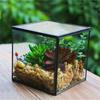 The Cube Shape Moss Glass Terrarium Succulents Desktop Greenhouse Modern Geometric Container Planter for Home Office