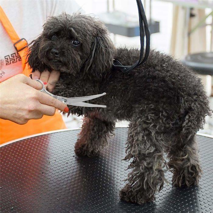 Ciseaux de toilettage - Beenle-icey - S1IV52Eo4022127171Zg0 - Acier inoxydable - Bout rond - Confortable