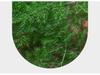 Asparagus Fern Indoor Bonsai – Easy-Care Evergreen for Home or Office Decor