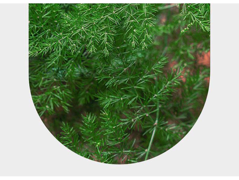 Asparagus Fern Indoor Bonsai – Easy-Care Evergreen for Home or Office Decor