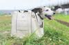 ENTRAMBI Dog Cat Carrier Bag Pet Carrier Pet Bag Small Dog Shoulder Tote Bag Shoulder Bag Stylish Cute Soft Pet Carrier Case X Face-Out Off-White