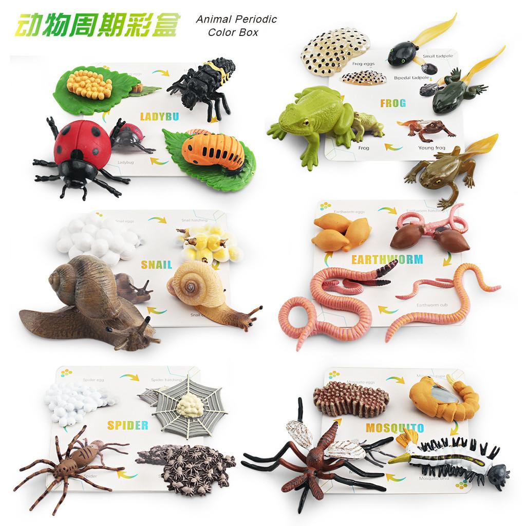 25 Piece Realistic Insect Growth Cycle Card Set Featuring Worm Ladybug Dragonfly Frog Snail Models