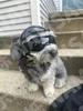 Pet Motorcycle Safety Helmet with Goggles for Cats & Dogs - Outdoor Riding Gear
