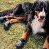Summer EVA Pet Dog Shoes Hole Breathable Walk Hot Weather Dog Shoes Outdoor Lightweight Durable Pets Supplies Dogs Products