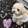 Cute Princess Style Dog Vest Dress With Bow Lace Trim Anti-Shedding Pet Apparel Small To Large Breeds