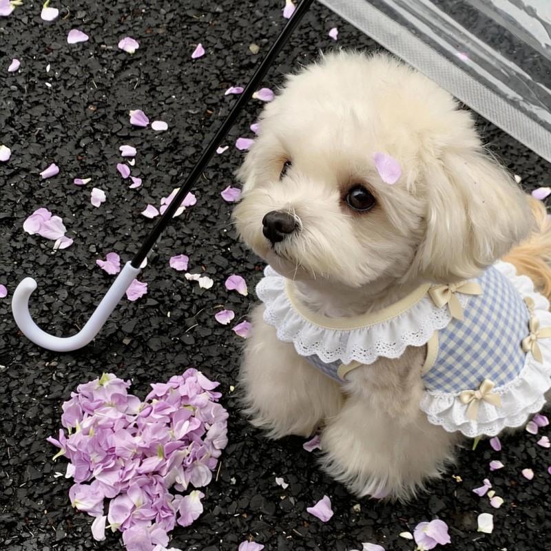 Cute Princess Style Dog Vest Dress With Bow Lace Trim Anti-Shedding Pet Apparel Small To Large Breeds